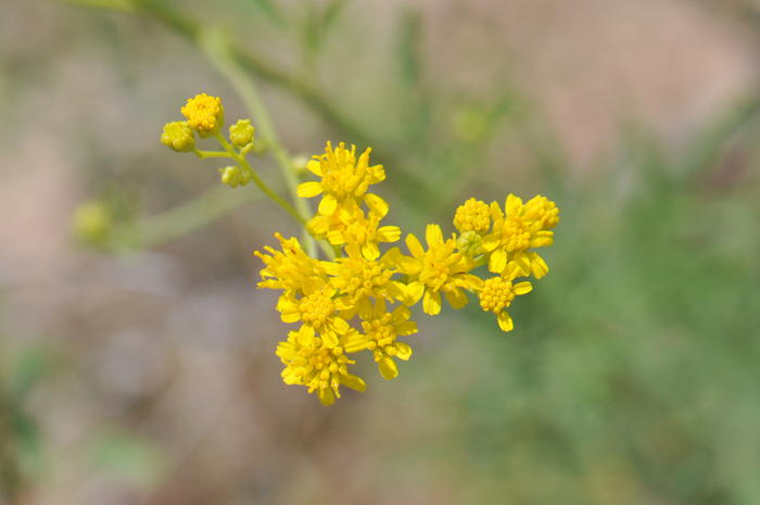 Trans-Pecos Thimblehead grows from 2 to 3 feet (61-91 cm) tall, more or less. Hymenothrix wislizeni